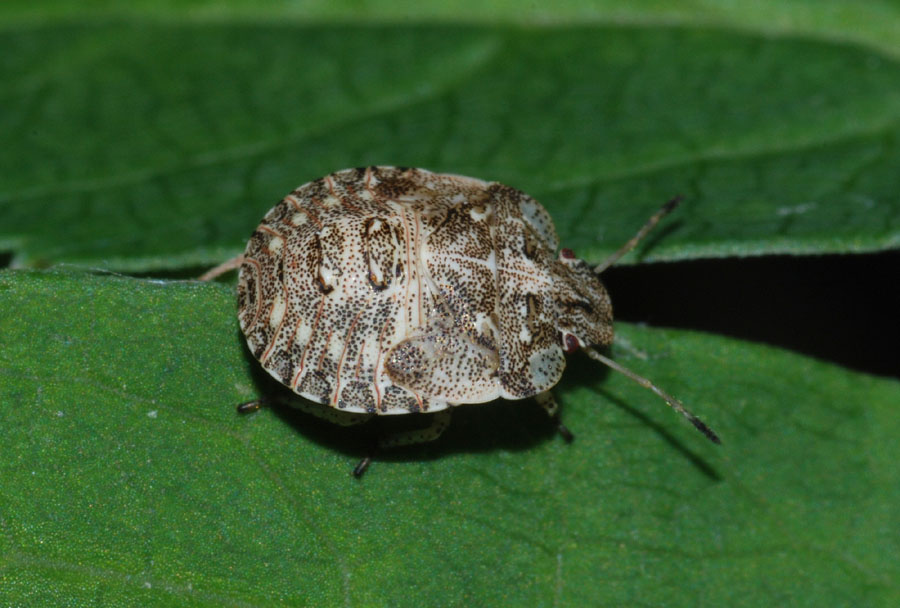 Pentatomidae: Dyroderes umbraculatus di Toano (RE)